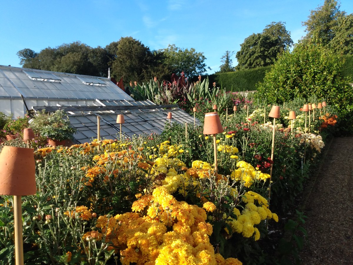 westdeangardens's tweet photo. We are experimenting with Chrysanthemums in the Walled Garden this year, they certainly don't disappoint. 
#LateSummerColour #Chrysanthemum #FlowersMakePeopleHappy https://t.co/6N9l8LKvnC