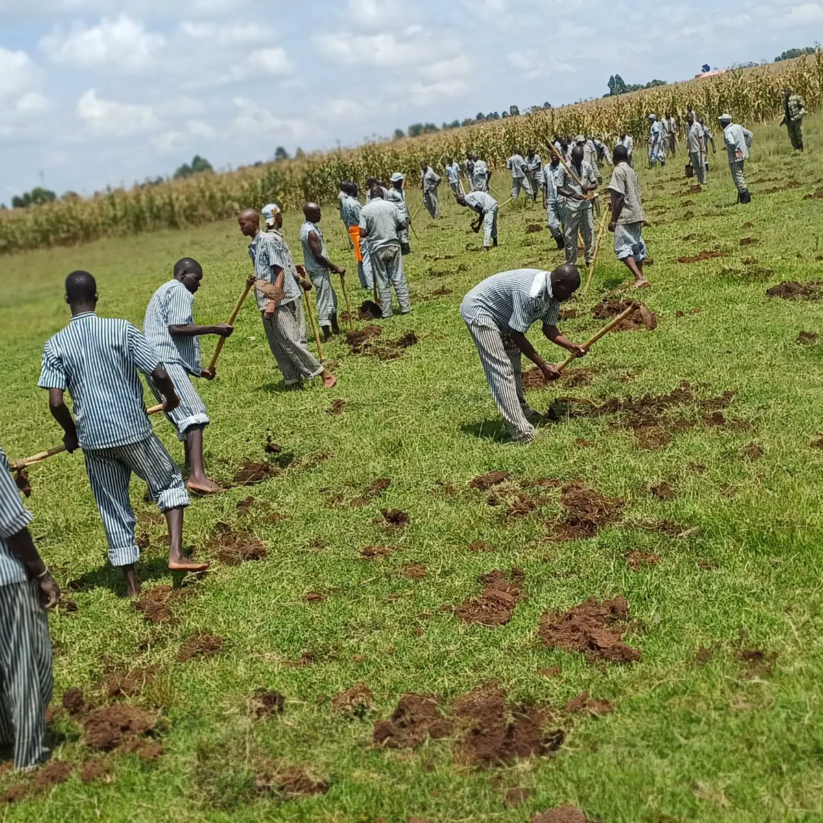 In this outbreak of short season,Today we partnered with Eldoret G.k prison just in arun to plant 10,000 tree seedlings in G.k prisons ground@soipan tuya.<a href="/anitasoina/">Anita Soina</a> <a href="/charlruto/">Charlene Ruto</a> <a href="/kenya/">Kenya 𓆤</a> forest service <a href="/NemaKenya/">NEMA Kenya</a> <a href="/NETFUNDkenya/">NETFUND</a> <a href="/bomainn_eld/">boma inn Eldoret</a> @Eldoret prison,<a href="/ClimateKenya23/">Mr And Miss Climate Africa</a>
