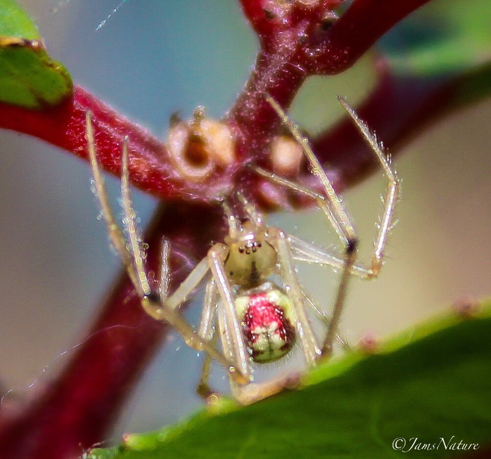 JamsNature's tweet photo. Hanging around with the Common Candy Striped Spider 🍭🍬 https://t.co/gYF3qdiTFF