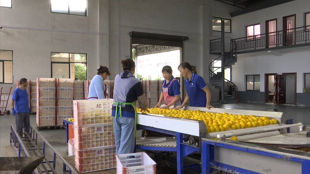 GorgeousYichang's tweet image. The extra-early maturing #Yichang #tangerines are now in season, and tangerine enterprises are bustling with preparations to meet both domestic and international market demands.
gorgeousyichang.com/content-63111-…