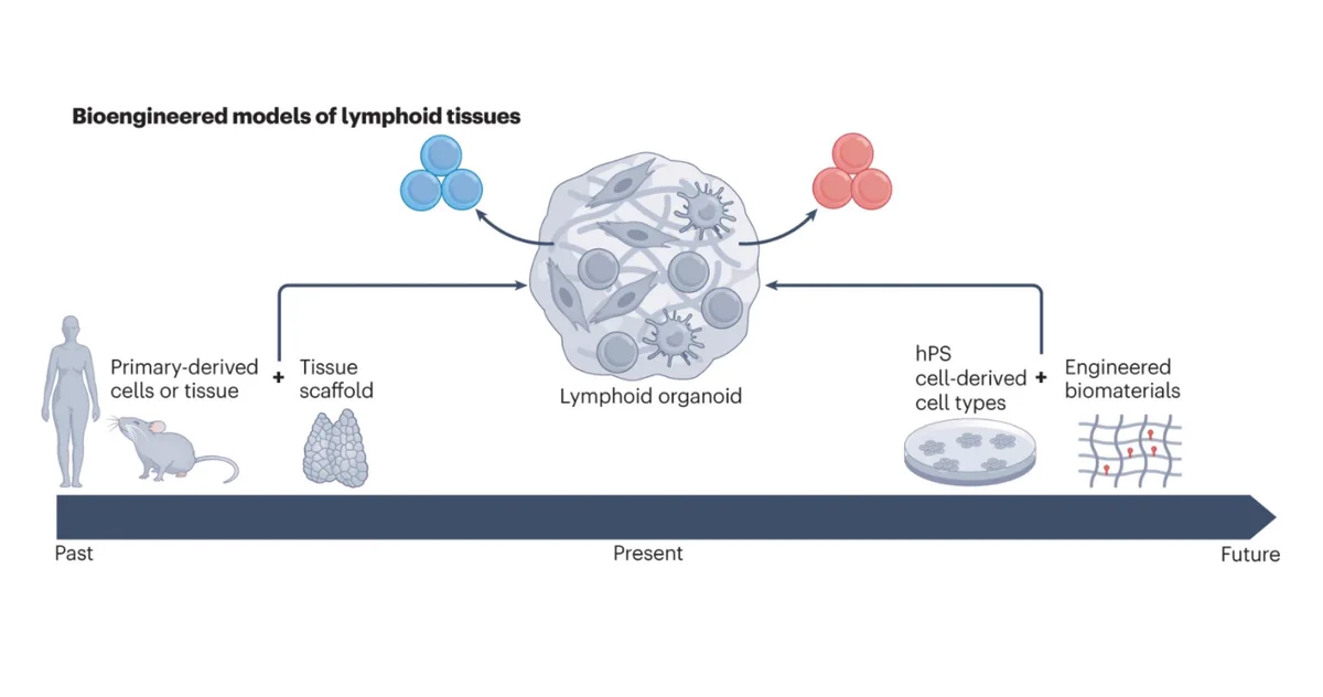 Bioengineered models of lymphoid tissues. Current state-of-the-art models of the thymus are based on 3D organoid cultures of primary or human pluripotent stem (hPS) cell-derived TECs, combined with decellularized tissue scaffolds and stromal cells that support T cell development (blue cells). Models of lymphoid follicles commonly recapitulate features of germinal centres by culturing re-aggregated tonsil or peripheral blood mononuclear cell-derived lymphocytes with or without scaffolding under conditions that support B cell (shown in red) maturation. Emerging scalable human lymphoid organoid models combine hPS cell-derived cell types  with engineered biomaterials. Excerpt with permission from N. Gjorevski of Fig 2b of Michaels et al. 2023