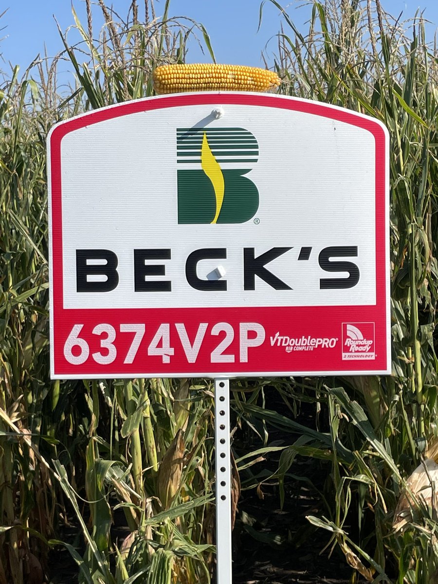 We recently had our <a href="/BecksHybrids/">Beck's Hybrids</a> plot day and after everything Mother Nature has thrown at us, we have some really good corn! An isolated hail storm 4 weeks ago really shredded the leaves but all hybrids had good ear fill! I think 5864 or 6374 will win but it will be tight!