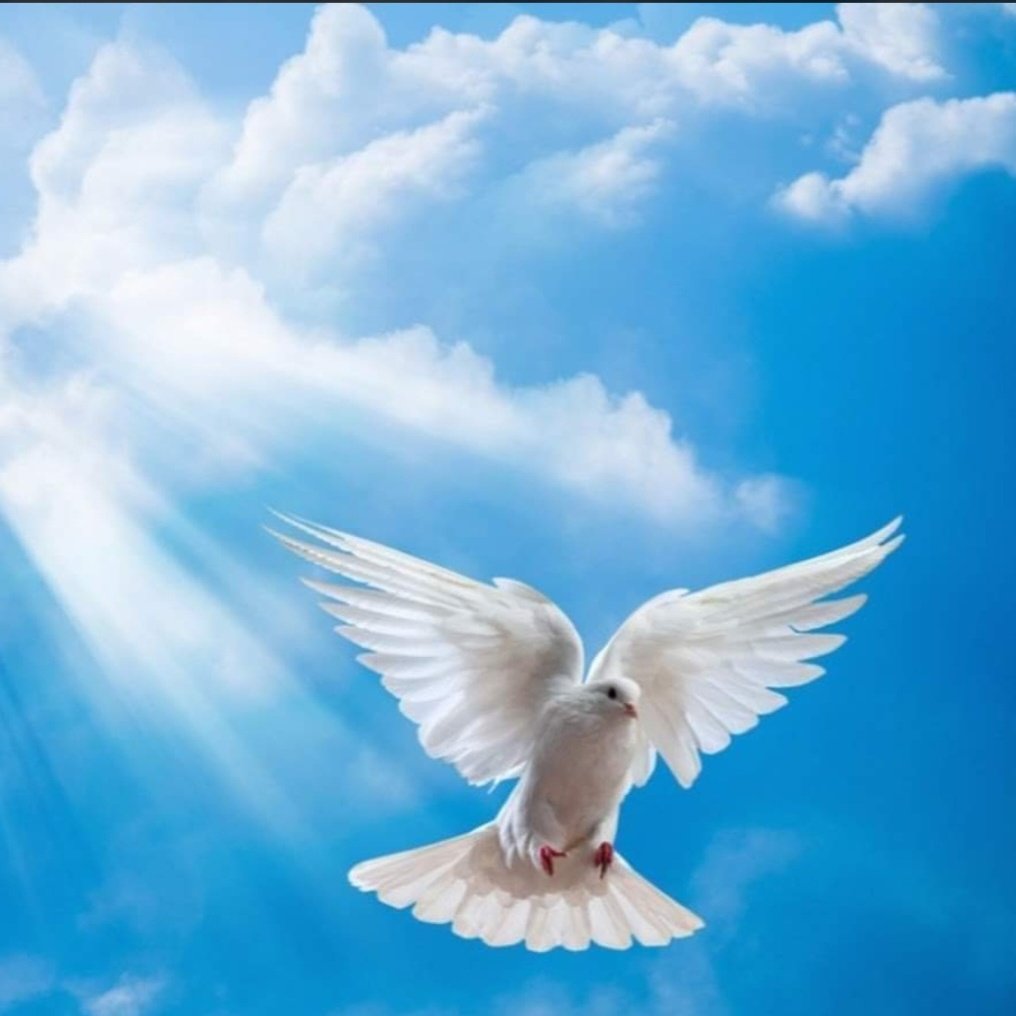 RaphR6SPS's tweet photo. 1933-2023 🕊 https://t.co/9J1jac7NOc
