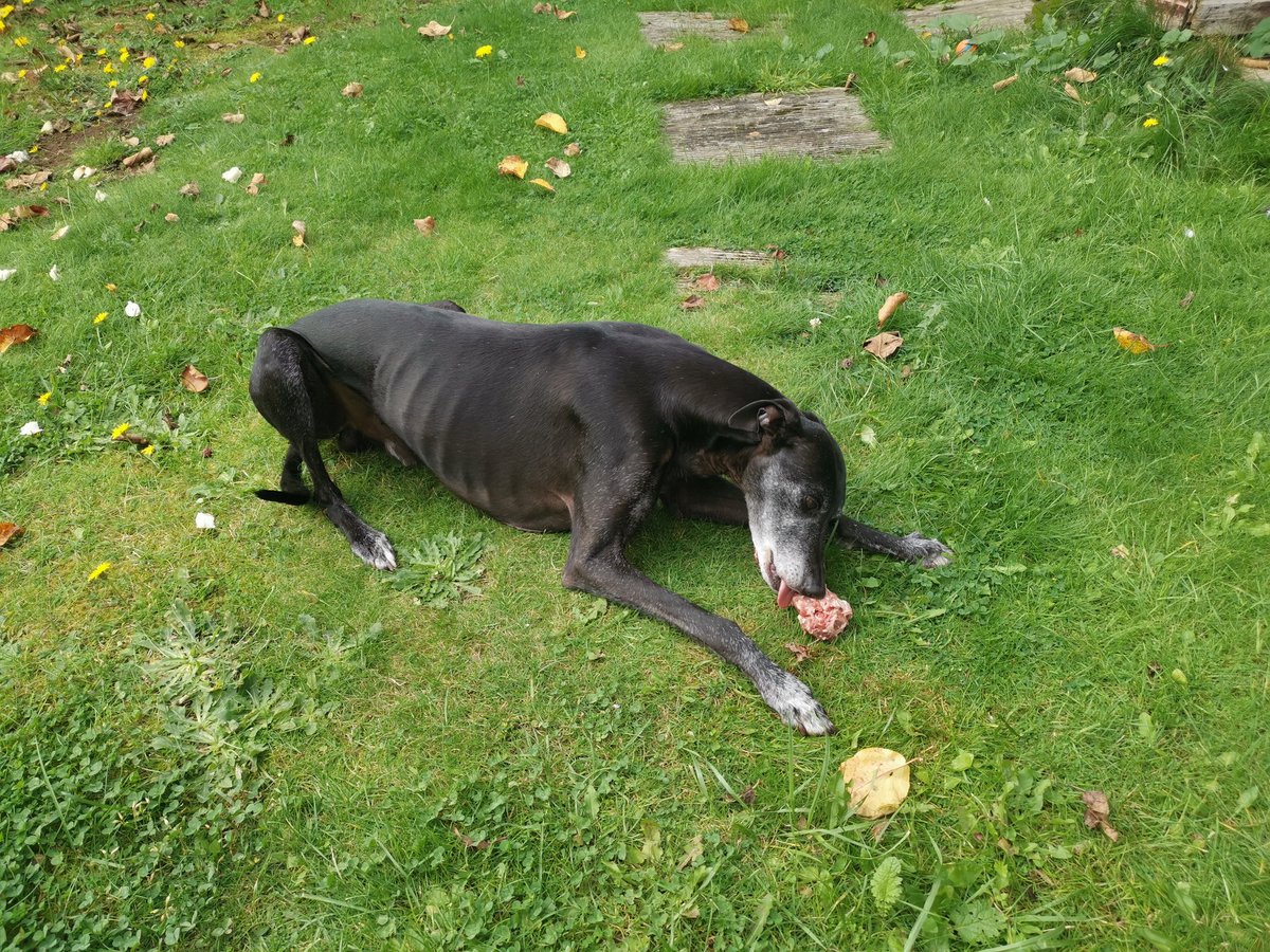 stucker73's tweet photo. @sherrihector Stan says thank you for the bone x https://t.co/2kPjMfWqq8