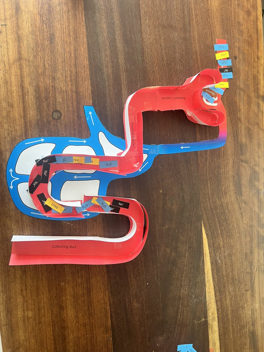 MissLockhart312's tweet photo. All set up for todays lesson with upper sixth on the nephron. Looking forward to using the new model @OrigamiCells https://t.co/oPeUQvtGPk
