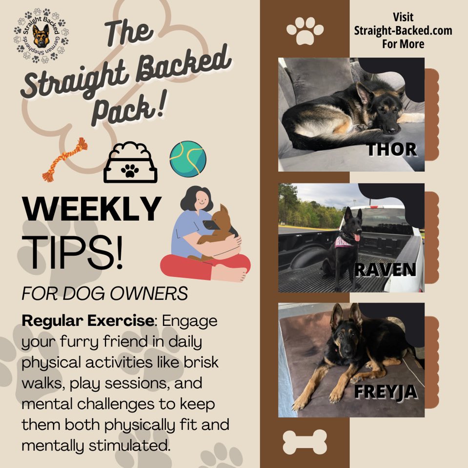 straightbacked's tweet photo. 🐾🐾 Regular exercise is crucial to your dogs health. #GermanShepherds require more activity than most other breeds. 🐶  #GSD #DogLover #DogLife https://t.co/X1jgSVGThq