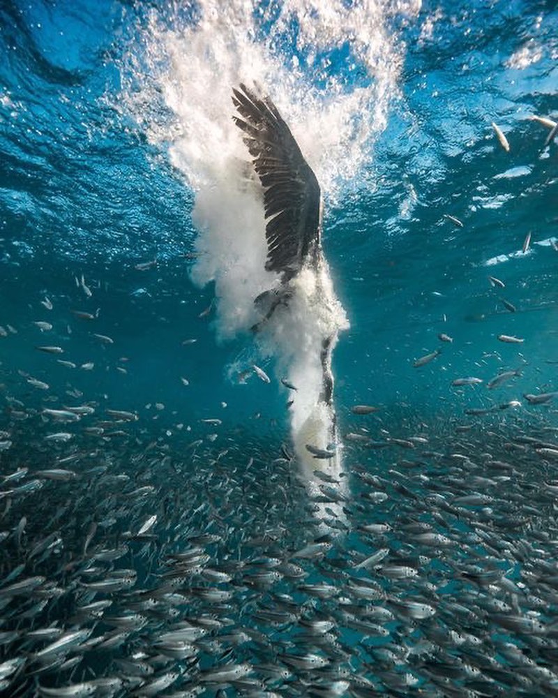 Pelican diving for dinner 🌊
🎥 by @kenzokiren
