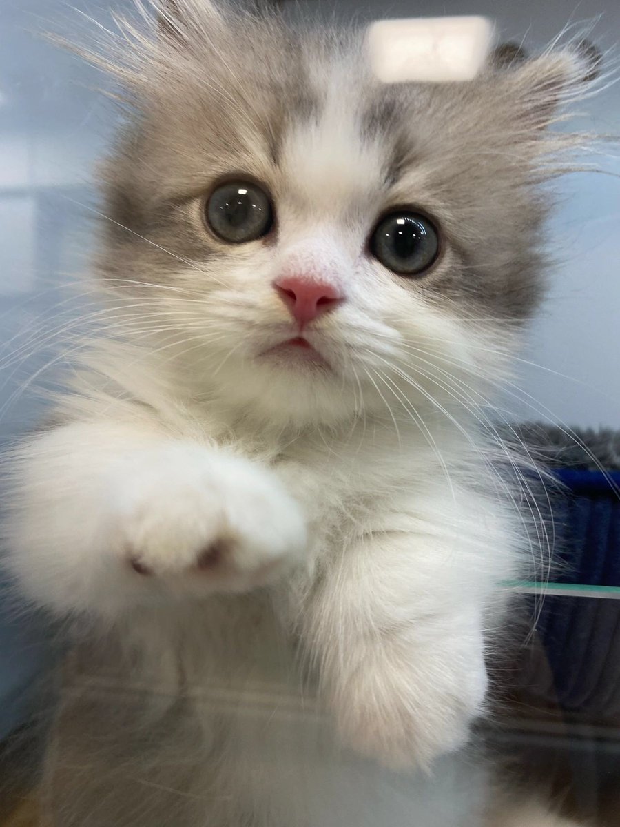 Michellliya's tweet photo. Who doesn't like such a cute kitten? https://t.co/AkicK9NYP2