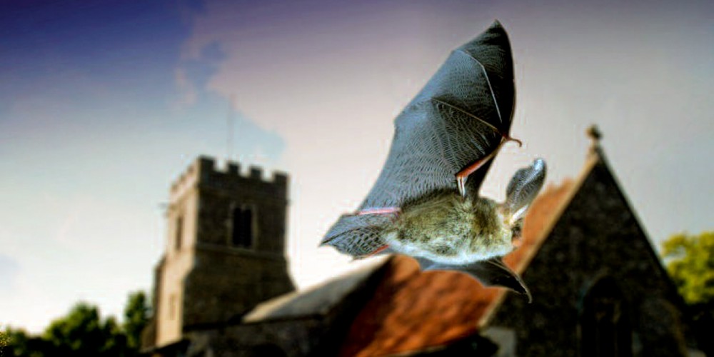 _BCT_'s tweet photo. Emily from @churchofengland -
"don’t forget the bats, we are thinking more of how to build empathy about bats into job descriptions & maintenance workers, to increase mindfulness about bats." @BatsinChurches #FlyingToTheFuture https://t.co/yZkKK7vwnR