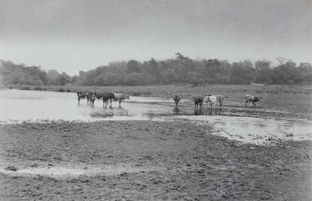 The 2023 grazing season has concluded; all cattle have successfully returned to their farm. We though we might take the opportunity to share a photograph taken in the 1890's showing cattle stood in the vicinity of the beach at Bracebridge Pool!