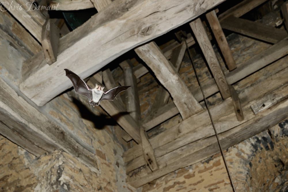 _BCT_'s tweet photo. One of the findings of the @BatsinChurches project is that relatively modest funding along with support can make a huge difference #FlyingToTheFuture https://t.co/wx0bPND11M