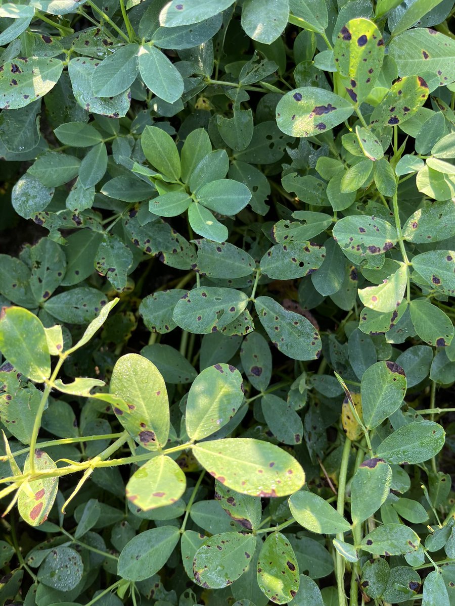 Brandon Phillips 🥜 🌽 🇺🇸 tweet media