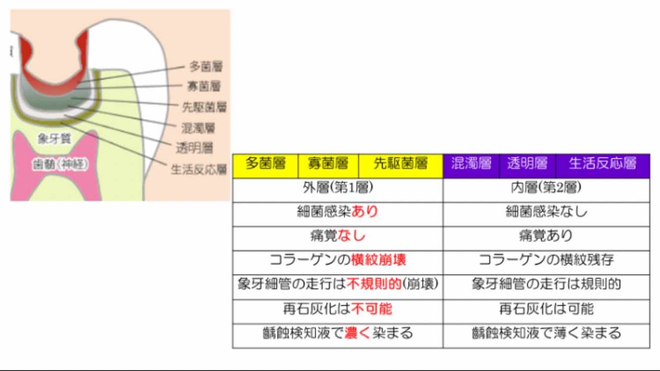 ロムニーハウス　一式　歯科医師国家試験 ロムニーハウス勉強会 歯科医師国家試験 ウィナーズ Winners