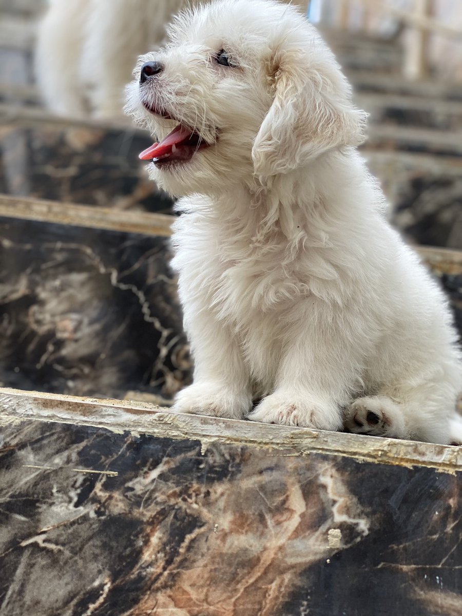 mz_sachoy's tweet photo. This lovely boy is available and ready to go to a new home. Kindly send a DM if you are interested. 
Breed: Lhasa Apso
Age: 8 weeks
Sex: Male
Location: Lagos
Price: 90k
DHLPP: First Shot taken ✅ 
Deworming: Yes ✅
Side Attraction: Potty trained and has basic obedience skills ✅. https://t.co/2sIGGgJtjG
