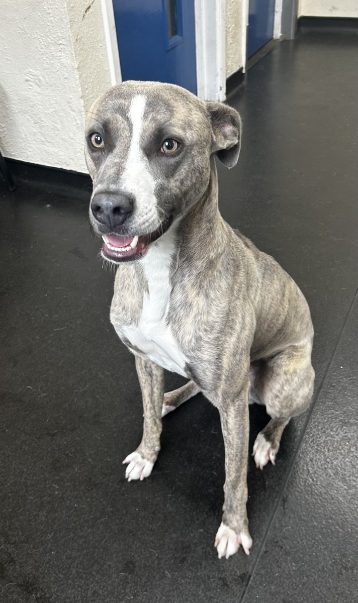 Please retweet to help Blue find a home #SHEFFIELD #YORKSHIRE #UK

Aged 1, Lurcher cross, he can live with children, cats and dogs (check with shelter) He doesn't chew and is housetrained 🐶👇✅

DETAILS or APPLY👇
ineedahome.co.uk/dogs/13457-blu…
#dogs #Lurcher #Leeds #Wakefield