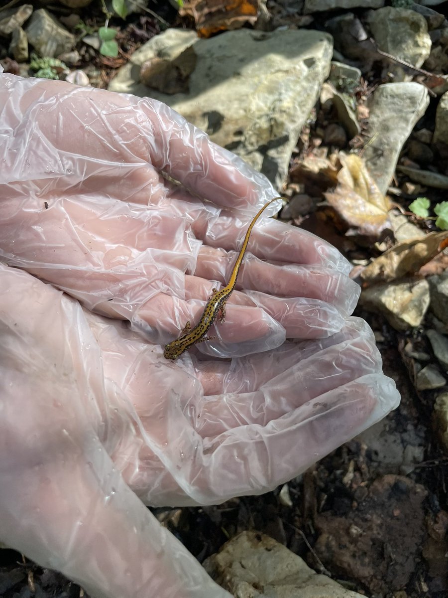 RoosterScience's tweet photo. Slowly gaining on our salamander swabs! https://t.co/FOQnyof7ZF