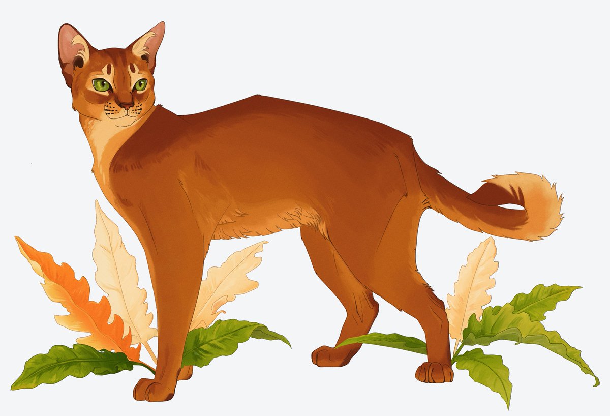 harriertail's tweet image. abyssinian x ring of fire