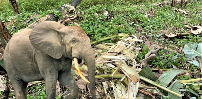 Battle with Elephants of Mount Cameroon 

Read more: voiceofnaturenews.info/battle-with-el… 

#VoN #ConservationNews, #EnvironmentalNews  #HumanElephantConflict, #MountCameroon
