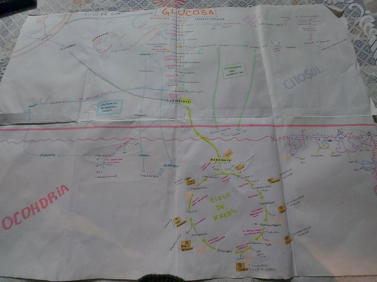 2710Wendyleal's tweet photo. @nanoo_medina Yo hice esta 😊 cada ruta tenia su color ajjajaaj https://t.co/faQLJ0vRdp