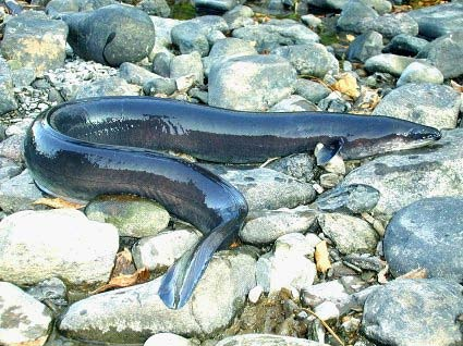 Mel7Labrador's tweet photo. Hey, hey my (Twitter) Feed. Is there an American Eel (Anguilla rostrata) expert on this platform? I want to pick their brains.... Please point me in their direction if you know any! TY
#Indigenousledconservation #Indigenousconservation #mikmaki #mikmaq #novascotia #americaneel https://t.co/NPP1gQZQcY