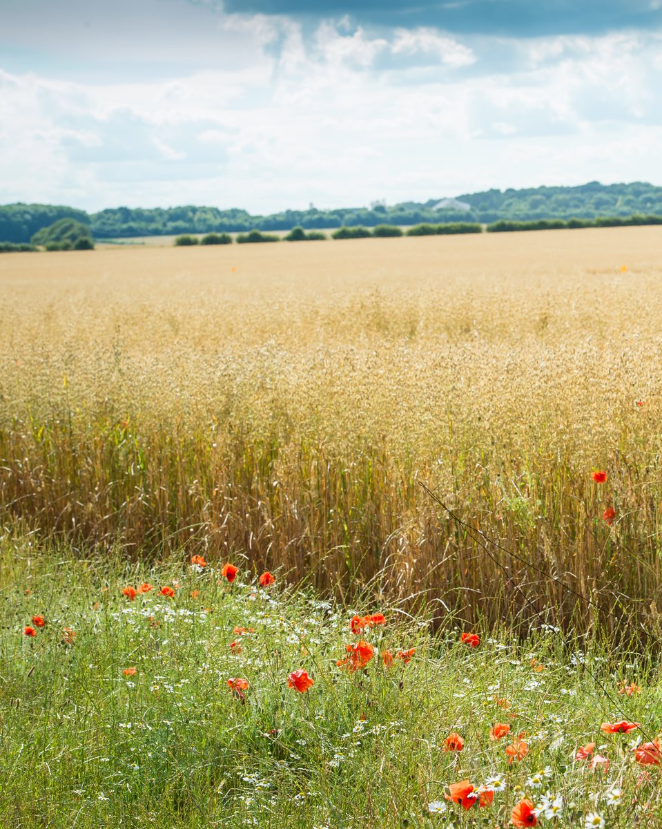 We're helping @JordansCereals farmers make more room for wildlife on their farms. This includes increasing habitats like ponds, hedgerows and wilder field edges, helping to give a boost to endangered species! 🚜🐝🌽 wildlifetrusts.org/jordans-farm-p…