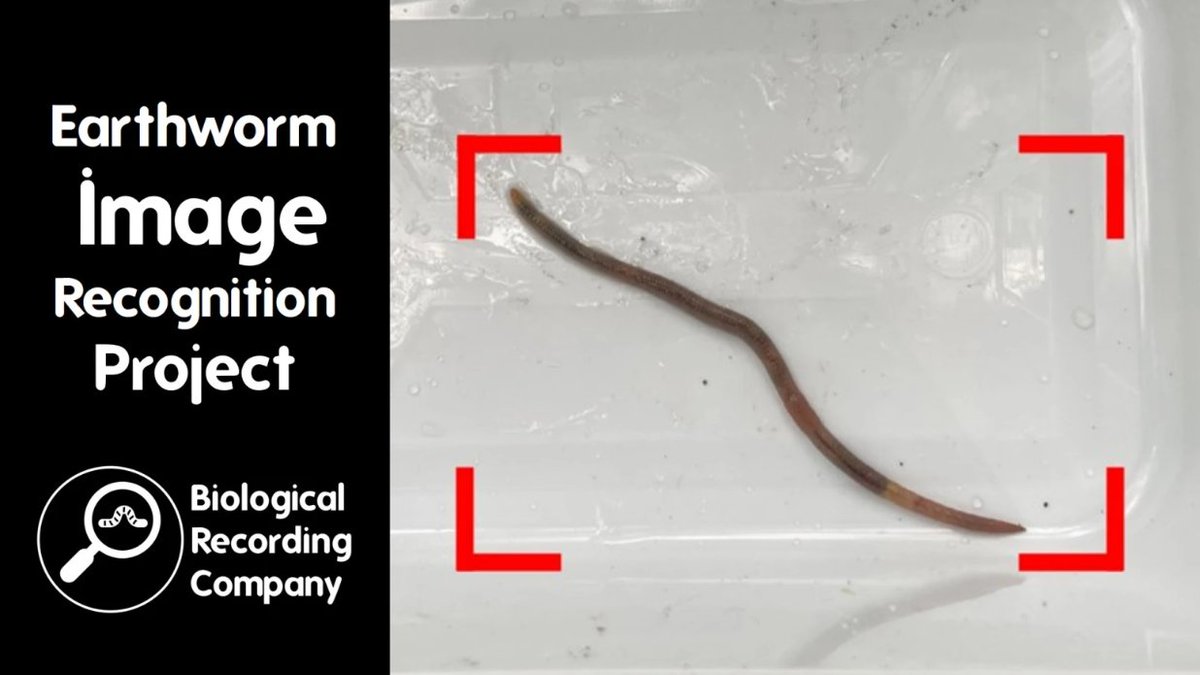 We're working with the Biological Recording Company and @earthwormsoc to see if image recognition technology can identify live #earthworms from photos 🪱🪱 You can help train the #AI! Join one of a series of sampling days taking place across England and Wales this autumn 1/2