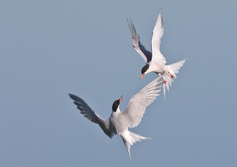 Gatwick Greenspace (@ggpwildlife) on Twitter photo In September, migratory birds will leave heading to warmer climates for winter.
Swallows & Osprey will be leaving, whereas Geese & Fieldfares will arrive in the UK.
Common terns go as far as the Cape of Good Hope, in South Africa!
📸Barry Yates <a href="/SussexWildlife/">Sussex Wildlife Trust 🦔</a> In September, migratory birds will leave heading to warmer climates for winter.
Swallows & Osprey will be leaving, whereas Geese & Fieldfares will arrive in the UK.
Common terns go as far as the Cape of Good Hope, in South Africa!
📸Barry Yates <a href="/SussexWildlife/">Sussex Wildlife Trust 🦔</a>