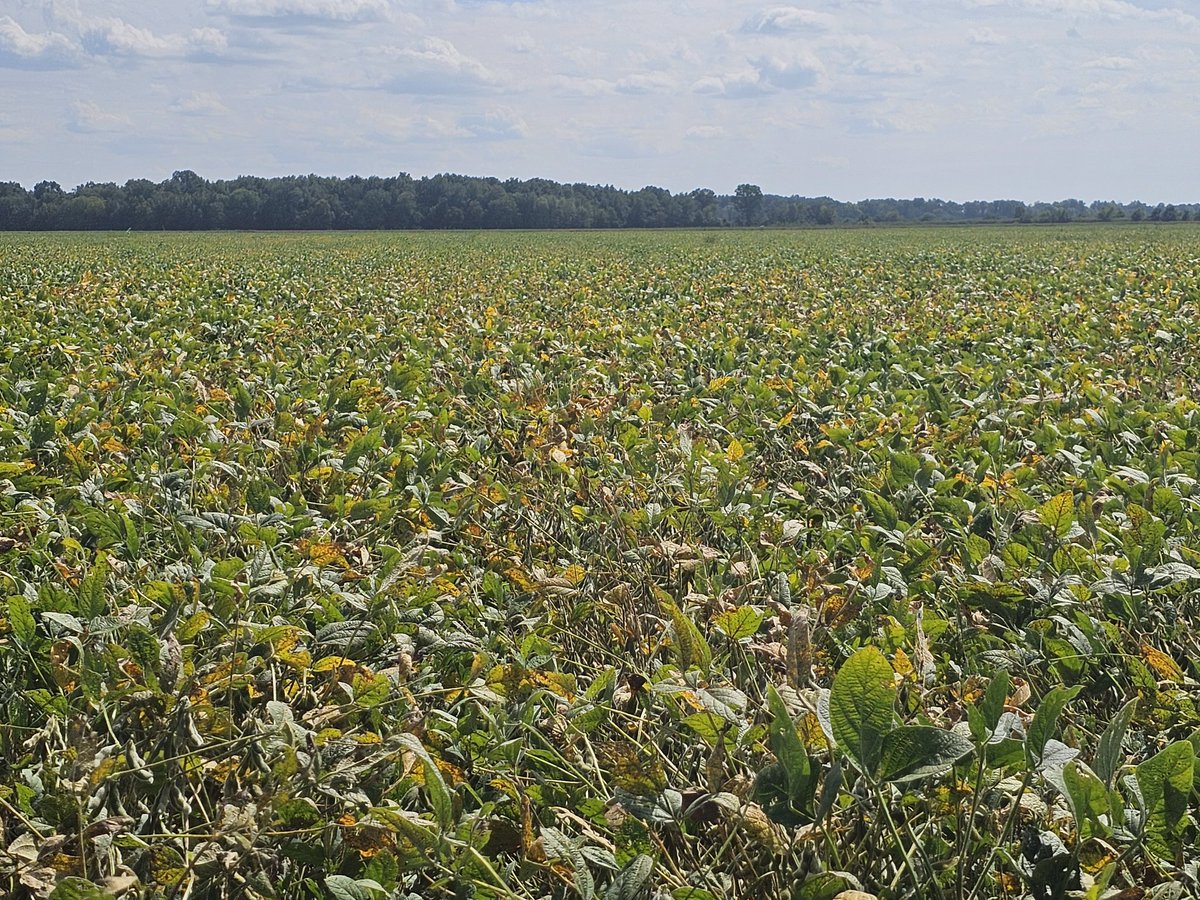 ar_verification's tweet image. SRVP fields wrapping up quickly. All but the Double cropped wheat beans are now waiting on harvest. Several fields look to have excellent potential!