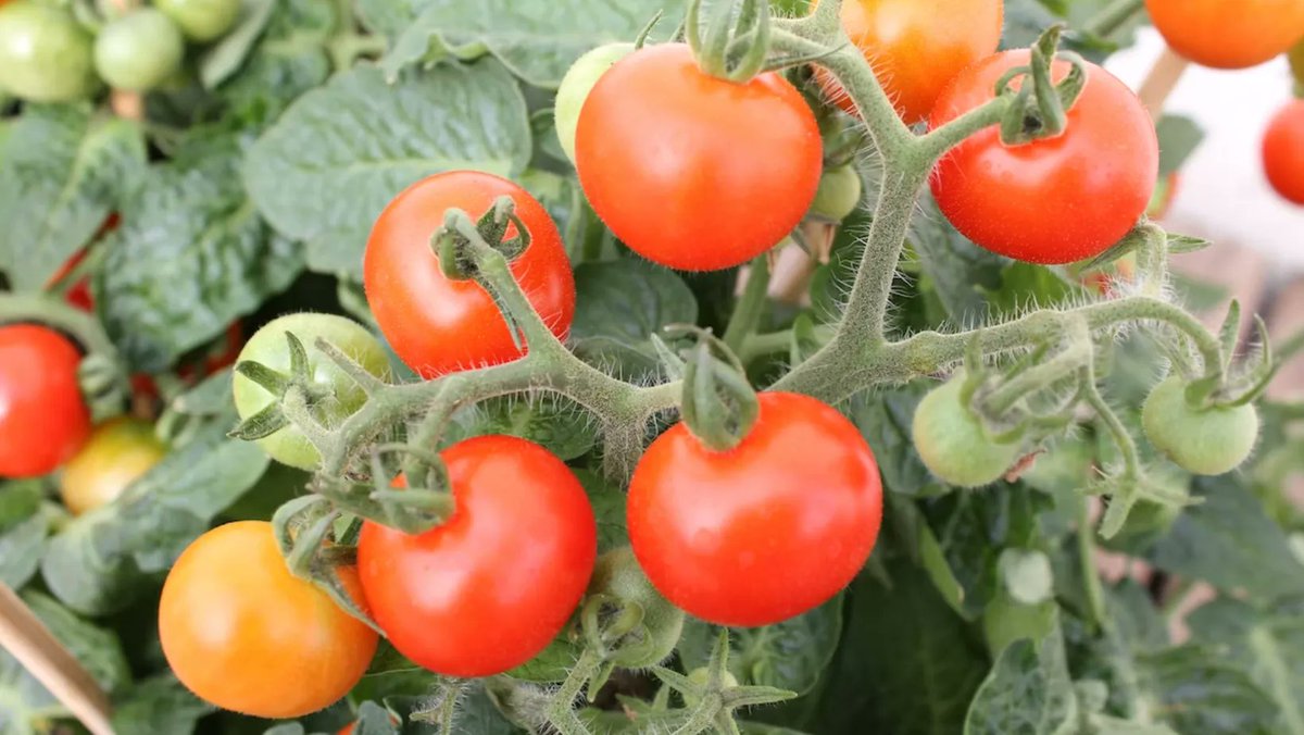 wetandforget's tweet image. Unlock a world of affordable gardening tips and enjoy a luscious tomato harvest without spending a fortune!🍅💪 #gardening #madefresh buff.ly/3D0bZGD