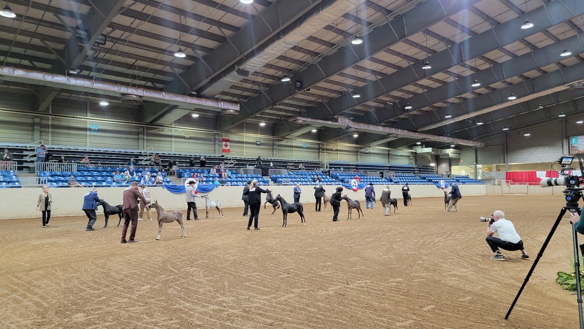 AMHR NATIONALS MARE HALTER BEGINS. Good luck, exhibitors.