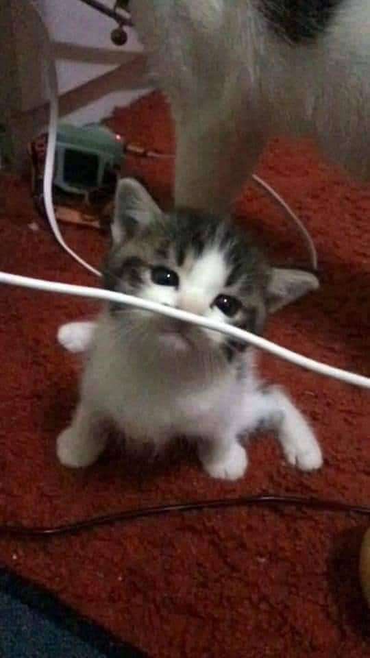 ShouldHaveCat's tweet photo. Caught in 4k https://t.co/Ttzipn4bBA