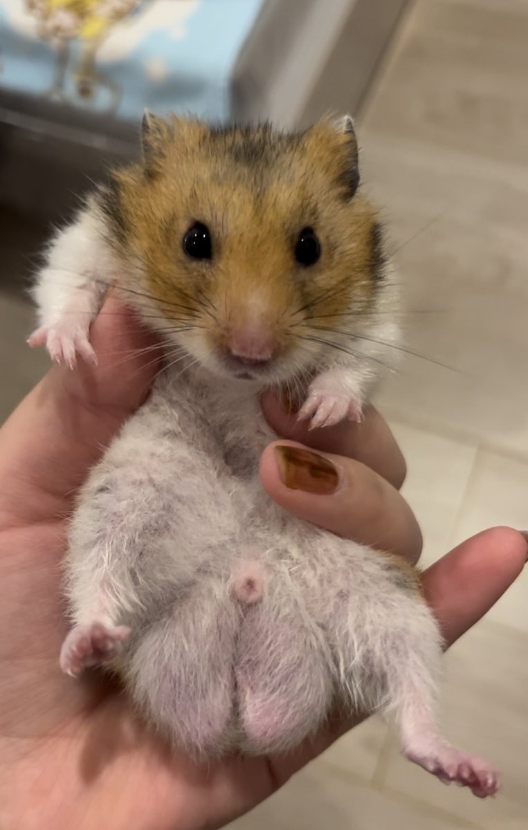 hamha_m06's tweet photo. はぁぁぁあ可愛い🥺💕
普段暴れん坊将軍だから抱っことかさせてくれないけど大人しくしてるぅぅぅ🥺💕

#ゴールデンハムスター 
#ハムスター好きと繋がりたい
#ハムスターがいる暮らし https://t.co/Ao1S23u0eE
