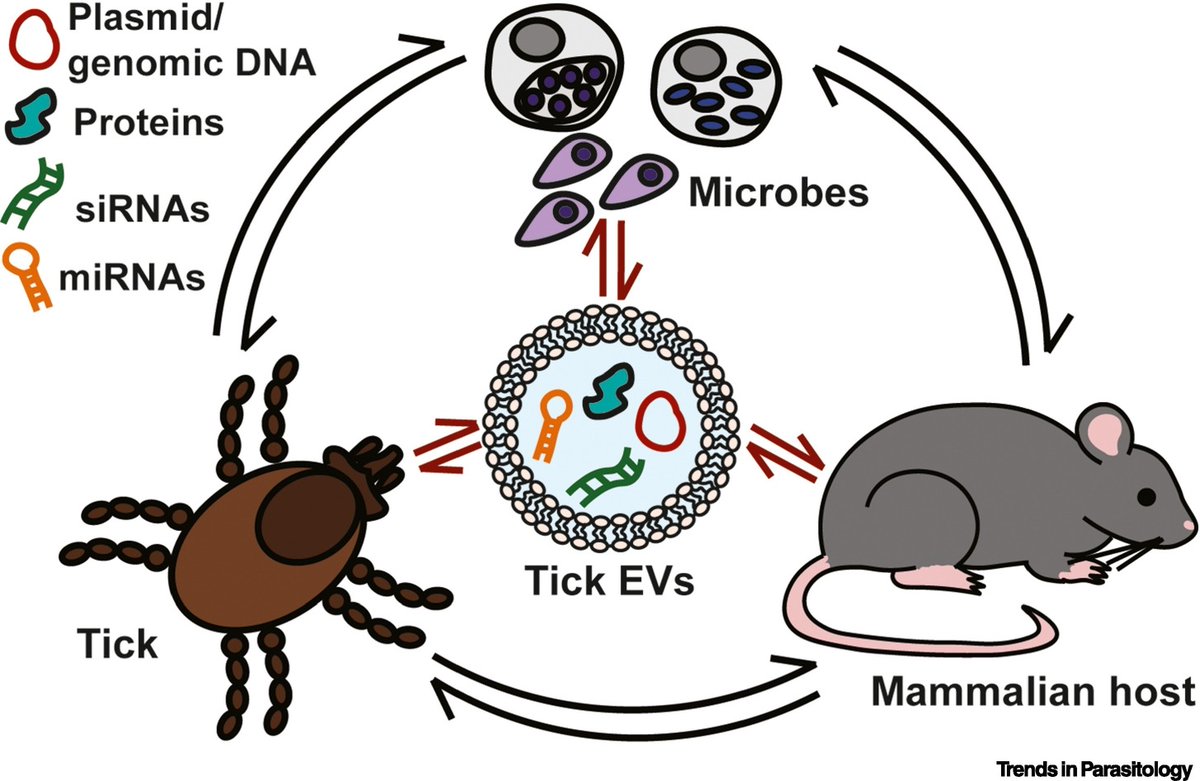 TrendsParasitol's tweet photo. In this issue, Drs Rainer Butler @JulsGGlez @ThePedraLab & @chaveztick review #tick #extracellular #vesicles in host #skin #immunity & pathogen #transmission. @tamuentomology @UMmedschool #EV #Exosome #Microvesicle
https://t.co/zOaOy2JxW1 https://t.co/D3WawYQjDQ