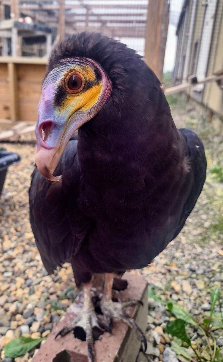 foxfeather's tweet photo. Diva is going through quite the glow-up right now!

#lovevultures https://t.co/G2SVhTcWfT