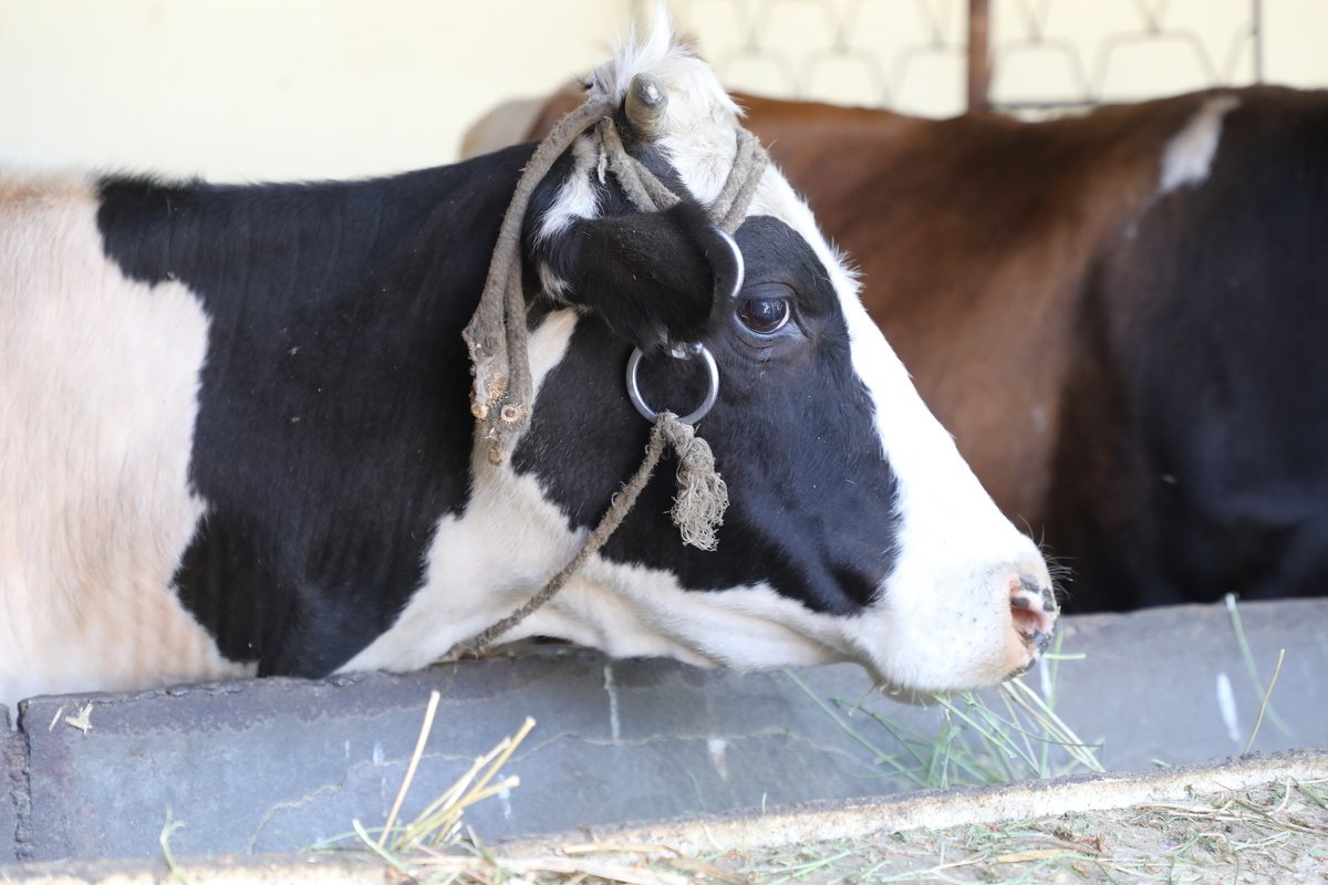 👀👉Read more about how one of our #EUAGRIN project's 💡Innovation Groups work to employ innovative approaches aimed at achieving #ClimateChange mitigation facilitating #GreenTransition in dairy production and livestock farming: undp.org/uzbekistan/pre…