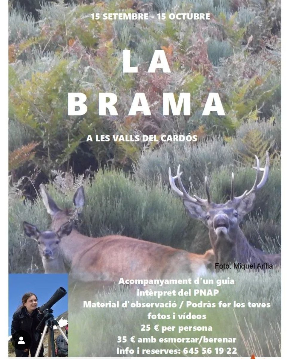 3 empreses de guies intèrprets acreditades pel #PNAltPirineu <a href="/guiespnap/">guiespnap</a> ofereixen aquesta tardor sortides guiades per observar 🔭 la brama del cérvol al Parc i a la #RNCAltPallars i descobrir els secrets d'aquest gran herbívor salvatge 🦌
No us ho perdeu!
#ecoturisme