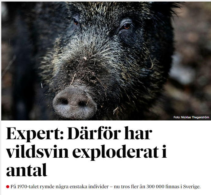 Åh nej, cringe. Nu vill Dagens Nyheter ta "snacket".