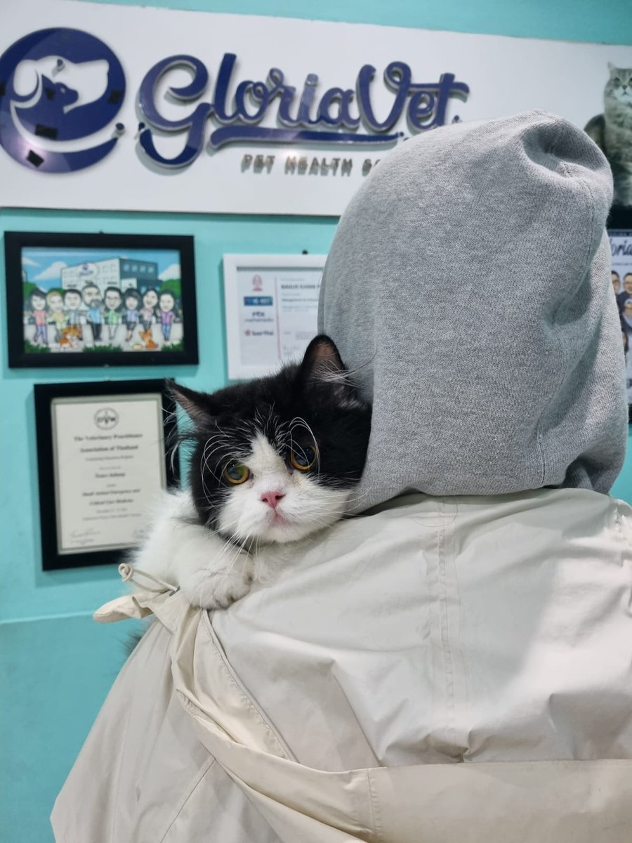 미원 Miwon FIP Survivor tweet media