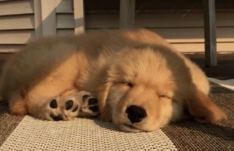 jsc_pics's tweet photo. 🐶 💤 https://t.co/5IjEXvi0Qa