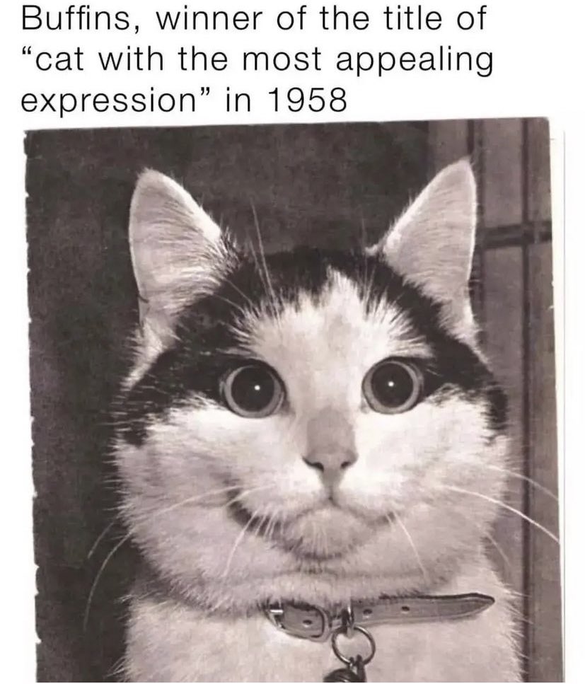 aniacatherine's tweet image. In case you needed some encouragement today #buffins #appealing