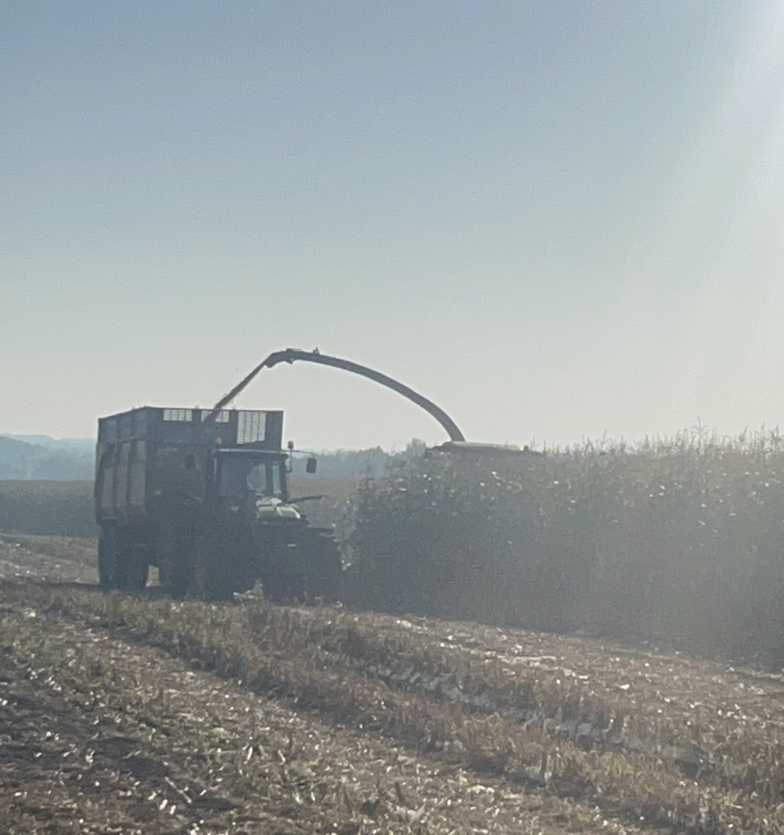 Going full throttle in the #corn 
33-35% dm perfect green plant yet 
<a href="/CornRanches/">Rodger Hovde</a> #silage #dairy #feed