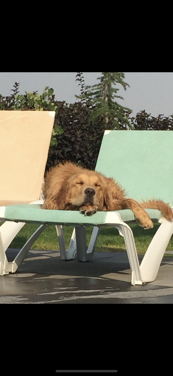 SLBake1031's tweet photo. Hey friends! This video and pictures were taken 5 years ago. We were 9 months old. We we’re trying to learn the techniques involved in being a resort trained dog.😉😉 We graduated by the end of summer!
😎😎🏊‍♂️🏊‍♂️☀️☀️#ThrowbackThursdays #puppytraining #LearningtheRopes https://t.co/xKiSDoVYiK