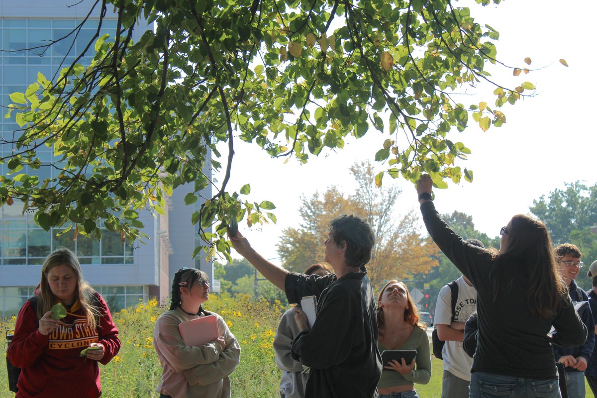 iastate_cals's tweet photo. FOR 356: Dendrology teaches students to identify North American woody plants and the historical evolution of their habitats. π³
Students explore the varied tree and shrub species found on campus, learning to identify them by a variety of factors.
#calsproud #isucals #wearecals https://t.co/PnhBOatVyU