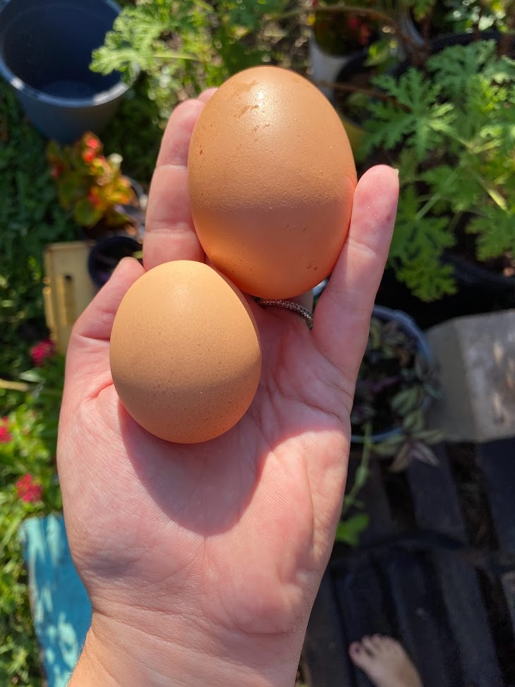 one of my chickens laid this absolute unit of an egg this morning 😱

That had to hurt!!