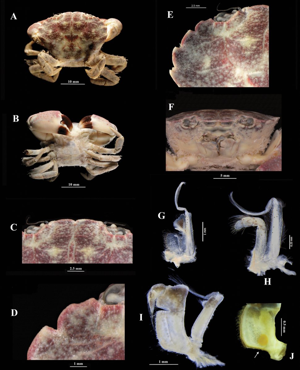 A detailed description of the Panopeus lacustris #crab based on morphological and molecular data, including distributional and genetic information: doi.org/10.3897/zookey…

#Crustacea #Decapoda