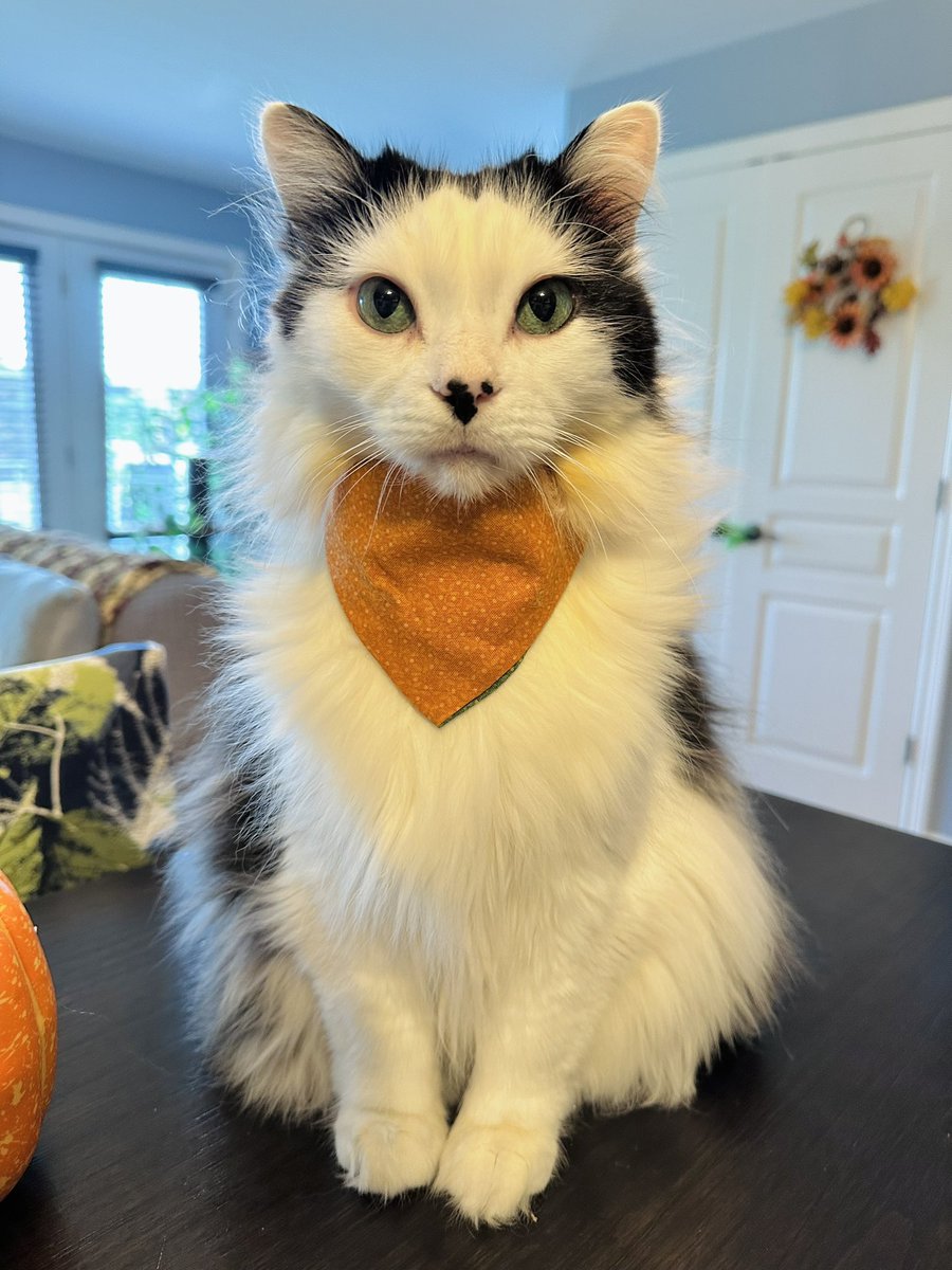 The Oreo Cat tweet media