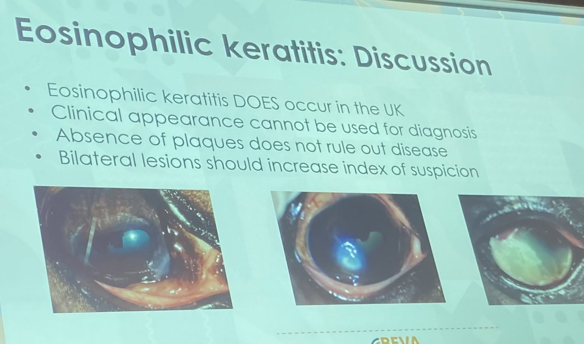 frostdales's tweet photo. Now for some ocular enlightenment… Imogen Johns with the latest on eosinophilic keratitis, increasing our awareness of the presence of EK in the UK! @BEVA_news @EVJltd  @Bellequine @BWEquineVets @EVJeditor @Levyboard #BEVA2023 #hiddeninplainsight #cornealconundrums https://t.co/BgmRUi7aO0