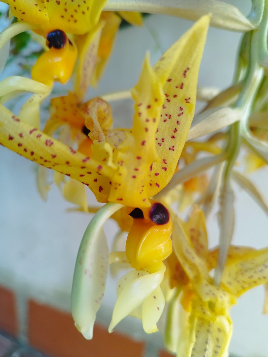 yars27's tweet photo. ¿A quien le gusta las orquídeas? https://t.co/9TPSILa0U0