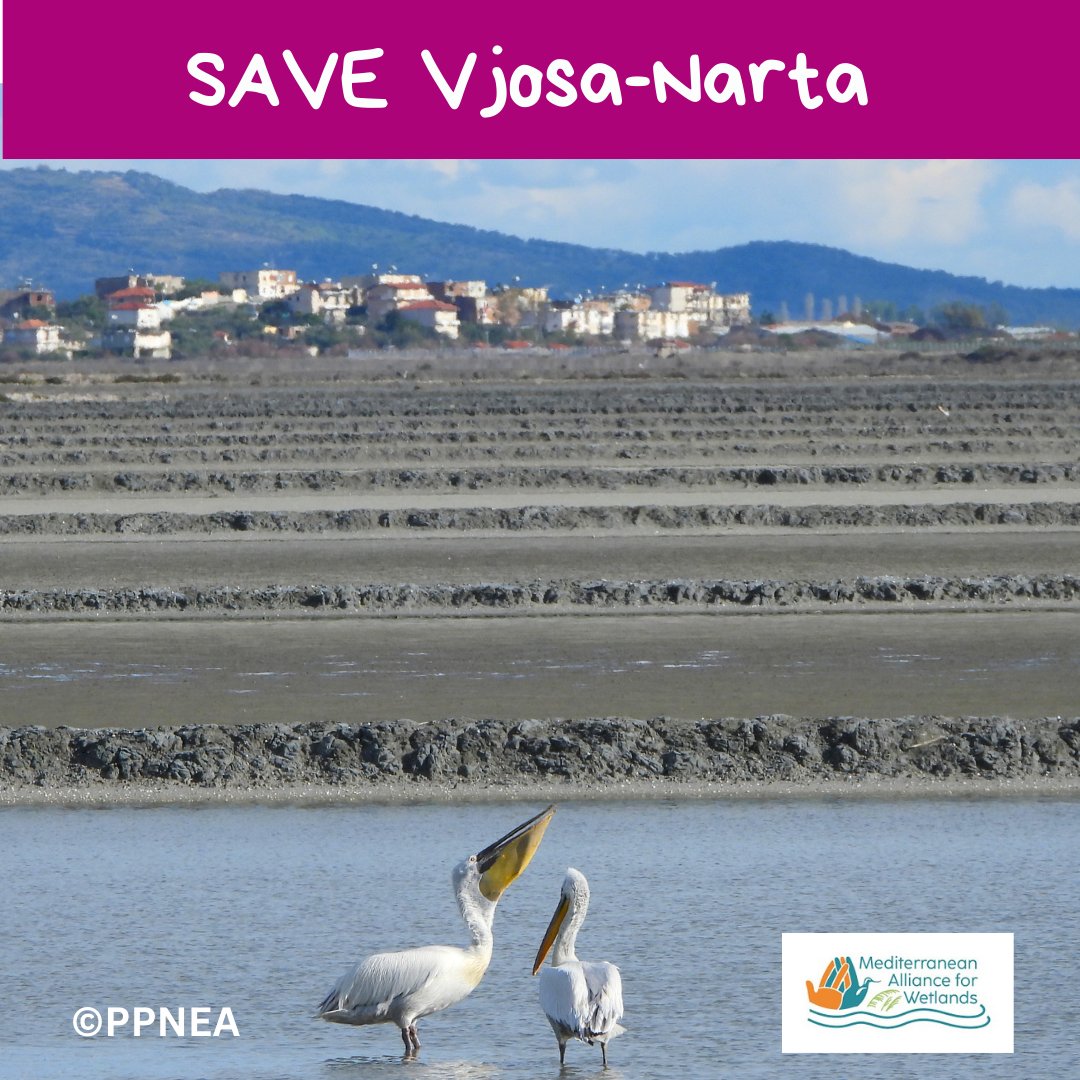 BREAKING: Bern Convention requests suspension of airport construction at the heart of Vjosa-Narta. Many protected species could be impacted by the project.   

Read the latest press release: medallianceforwetlands.org/2023/09/13/vlo…

#SaveVjosaNarta