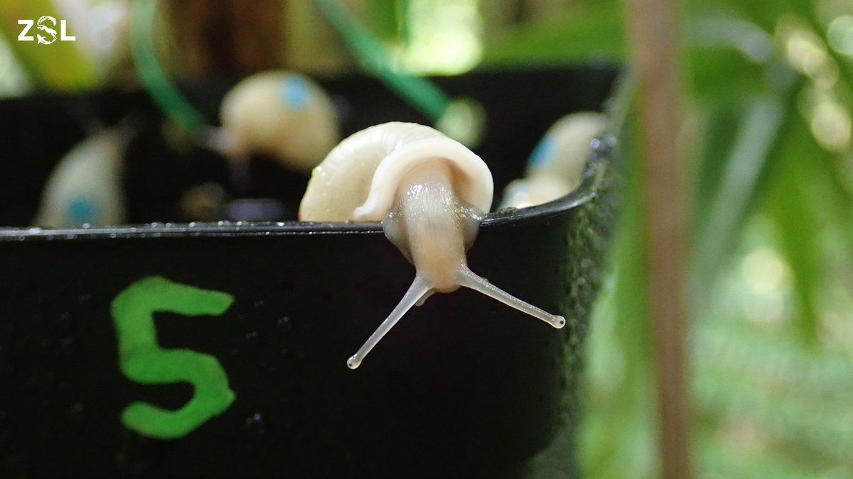 ZSLWhipsnadeZoo's tweet photo. Without #ConservationZoos, species like these Partula snails wouldn’t exist. In the 1990s @OfficialZSL & partners led expeditions to the French Polynesian islands to save several of the species, creating a conservation breeding programme to protect them: https://t.co/qa8aON7WfB https://t.co/0XLOHdDcBN